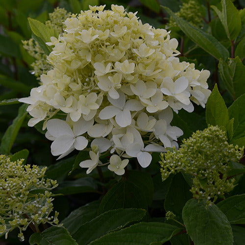 Hortensia paniculé Magical® Sweet Summer - Hydrangea paniculata magical ® sweet summer - Bakker