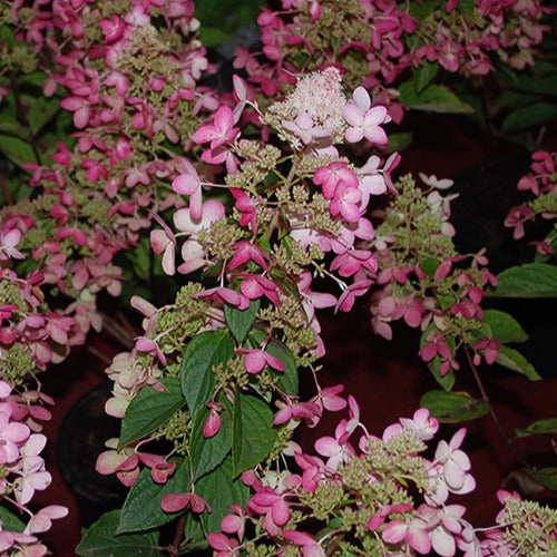 Bakker - Hortensia paniculé Ruby Angels Blush - Hydrangea paniculata ruby angels blush - Par variété