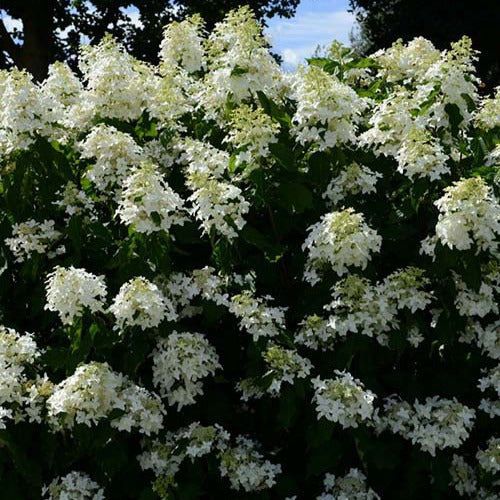 Bakker - Hortensia paniculé Great Star® Le Vasterival - Hydrangea paniculata great star® 'le vasterival' - Plantes d'extérieur