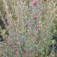 Arbre à thé Ruby Glow - Bakker