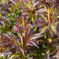 Bakker - Sureau Serenade Jonade - Sambucus x strumpfii serenade 'jonade' - Terrasses et balcons