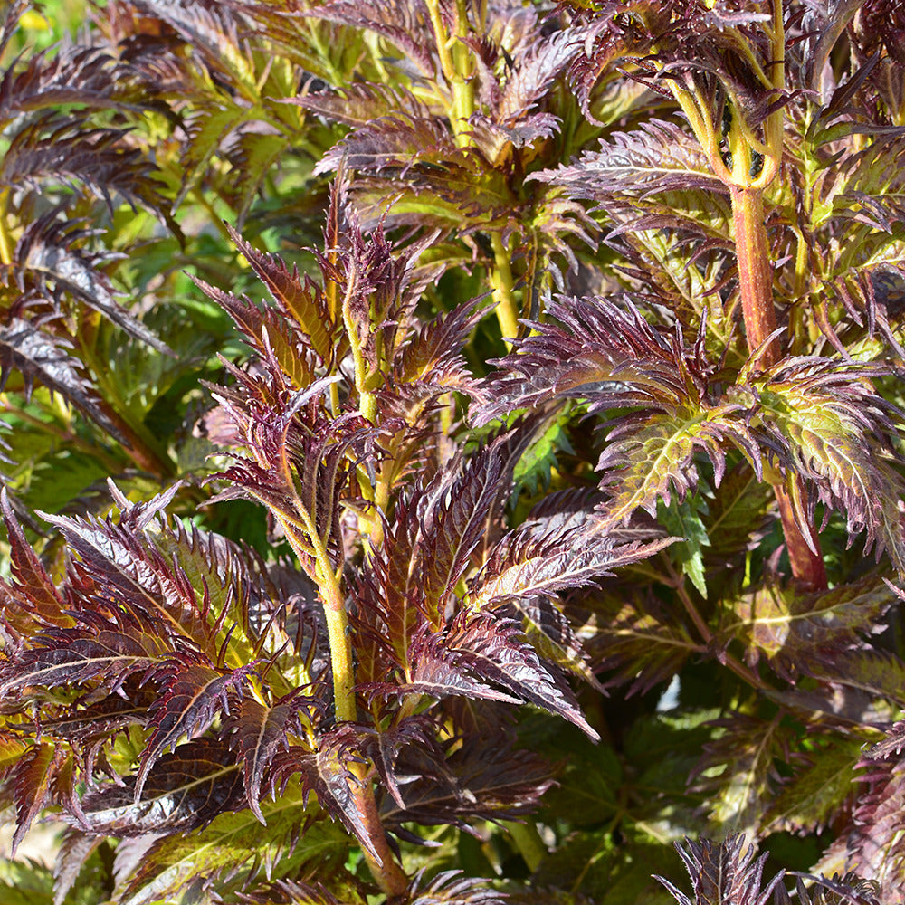Sureau Serenade Jonade - Sambucus x strumpfii serenade 'jonade' - Bakker