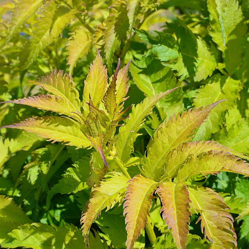 Bakker - Sureau Serenade Jonade - Sambucus x strumpfii serenade 'jonade'