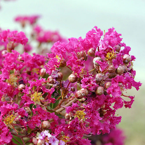 Bakker - Lilas des Indes Lilas d'été Mimie® Fuchsia - Lagerstroemia indica mimie ® fuchsia - Plantes d'extérieur