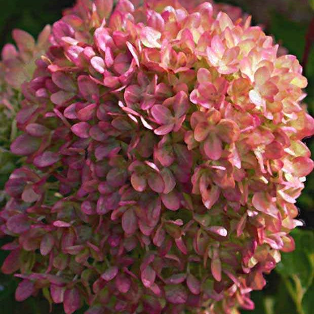 Hydrangea paniculata romantic ace ® 'renvagor' - Hortensia paniculé Romantic Ace® Renvagor - Hortensia paniculata