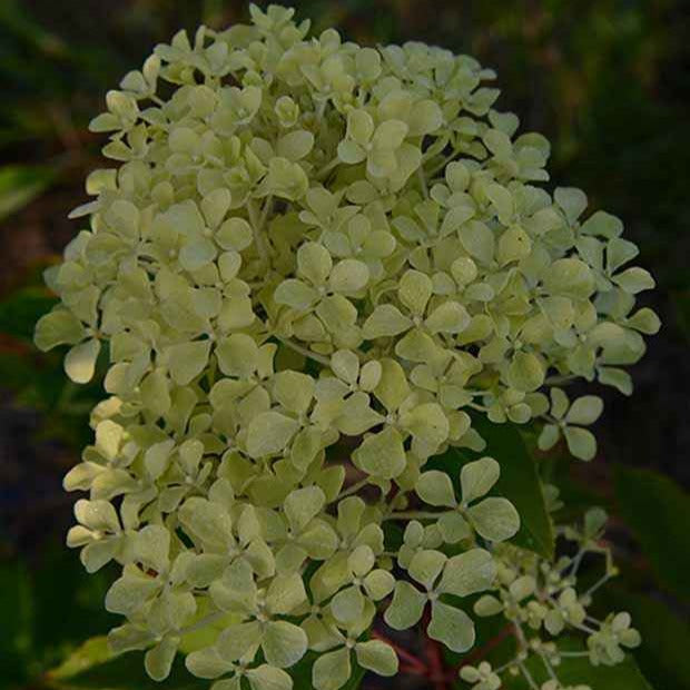 Hortensia paniculata - Hortensia paniculé Romantic Ace® Renvagor - Hydrangea paniculata romantic ace ® 'renvagor'