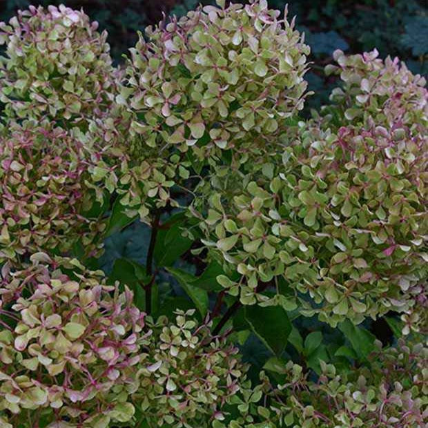 Vente Hortensia paniculé Romantic Ace® Renvagor - Hydrangea paniculata romantic ace ® 'renvagor'