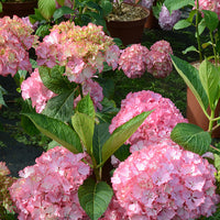 Bakker - Hortensia So Long® Sunny - Hydrangea macrophylla so long ® sunny 'tk02' - Plantes d'extérieur