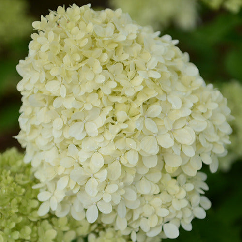 Hortensia paniculé Séléction - Bakker