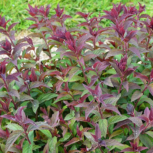 Spirée du Japon Merlo® Green - Spiraea japonica merlo ® green - Bakker