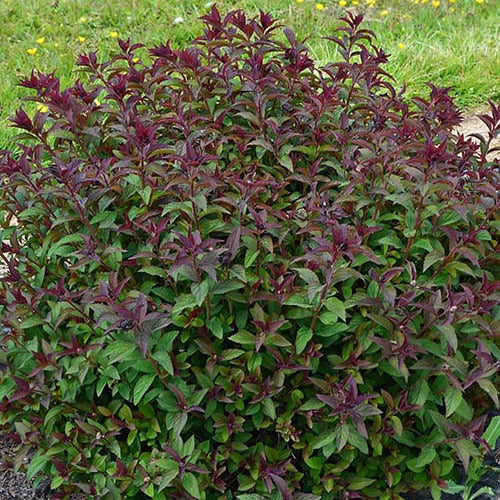 Spirée du Japon Merlo® Green - Bakker