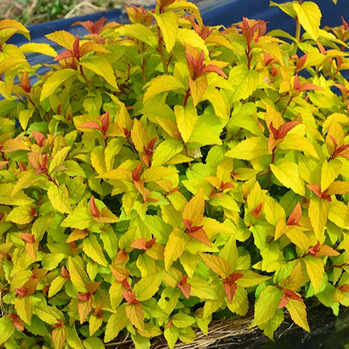 Spirée du Japon Merlo® Gold - Bakker