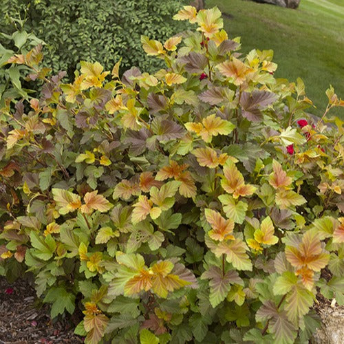 Plantes de terrasses et balcons - Physocarpe Amber Jubilé® Jefam - Physocarpus opulifolius amber jubilee ® 'jefam'