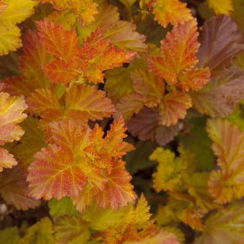 Bakker - Physocarpe Amber Jubilé® Jefam - Physocarpus opulifolius amber jubilee ® 'jefam'