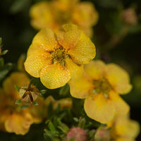 Potentilla fruticosa citrus tart - Potentille arbustive Citrus Tart - Arbustes fleuris