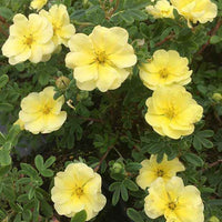 Potentille arbustive Lemon Meringue - Potentilla fruticosa lemon meringue - Bakker