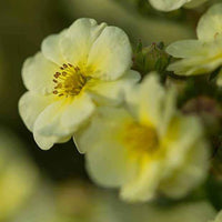 Vivaces fleuries - Potentille arbustive Lemon Meringue - Potentilla fruticosa lemon meringue