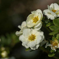 Potentille arbustive Crème Brûlée - Potentilla fruticosa creme brûlée - Bakker