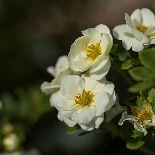 Potentille arbustive Crème Brûlée - Potentilla fruticosa creme brûlée - Bakker