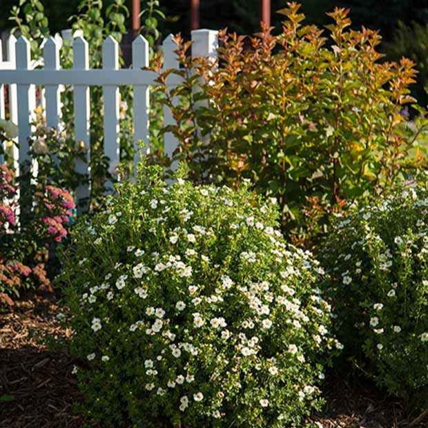 Potentilla fruticosa creme brûlée - Potentille arbustive Crème Brûlée - Arbustes fleuris