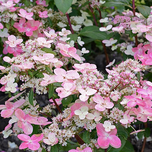 Hortensia paniculé Prim'Red® Couhaprim - Hydrangea paniculata prim'red ® 'couhaprim' - Bakker