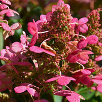 Bakker - Hortensia paniculé Prim'Red® Couhaprim - Hydrangea paniculata prim'red ® 'couhaprim' - Hortensia