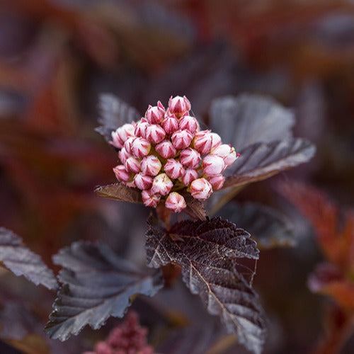 Bakker - Physocarpe Fireside - Physocarpus opulifolius fireside - Terrasses et balcons