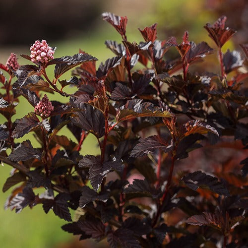 Bakker - Physocarpe Fireside - Physocarpus opulifolius fireside