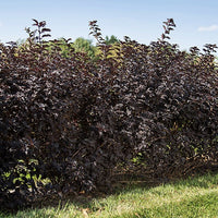 Physocarpus opulifolius fireside - Physocarpe Fireside - Plantes de terrasses et balcons