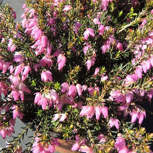 Bakker - Bruyère d'hiver  Springwood Pink - Erica carnea springwood pink - Plantes d'extérieur