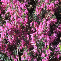 Erica carnea springwood pink - Bruyère d'hiver  Springwood Pink - Vivaces fleuries