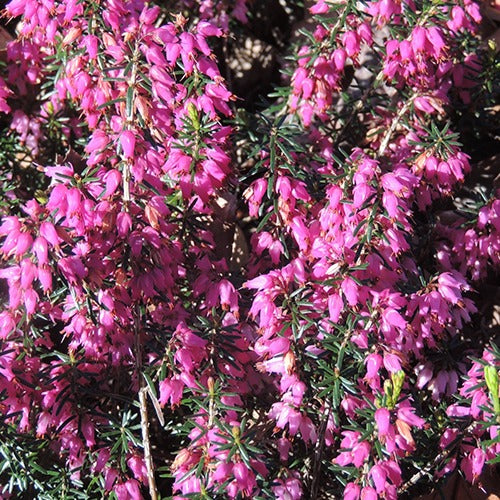 Erica carnea springwood pink - Bruyère d'hiver  Springwood Pink - Vivaces fleuries