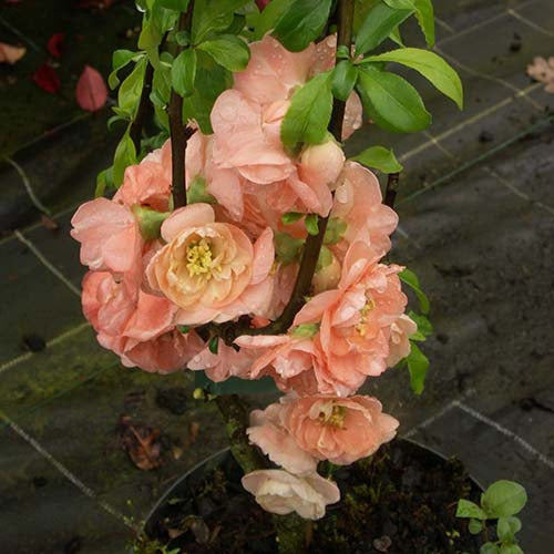 Bakker - Cognassier du Japon Caméo - Chaenomeles superba cameo - Terrasses et balcons