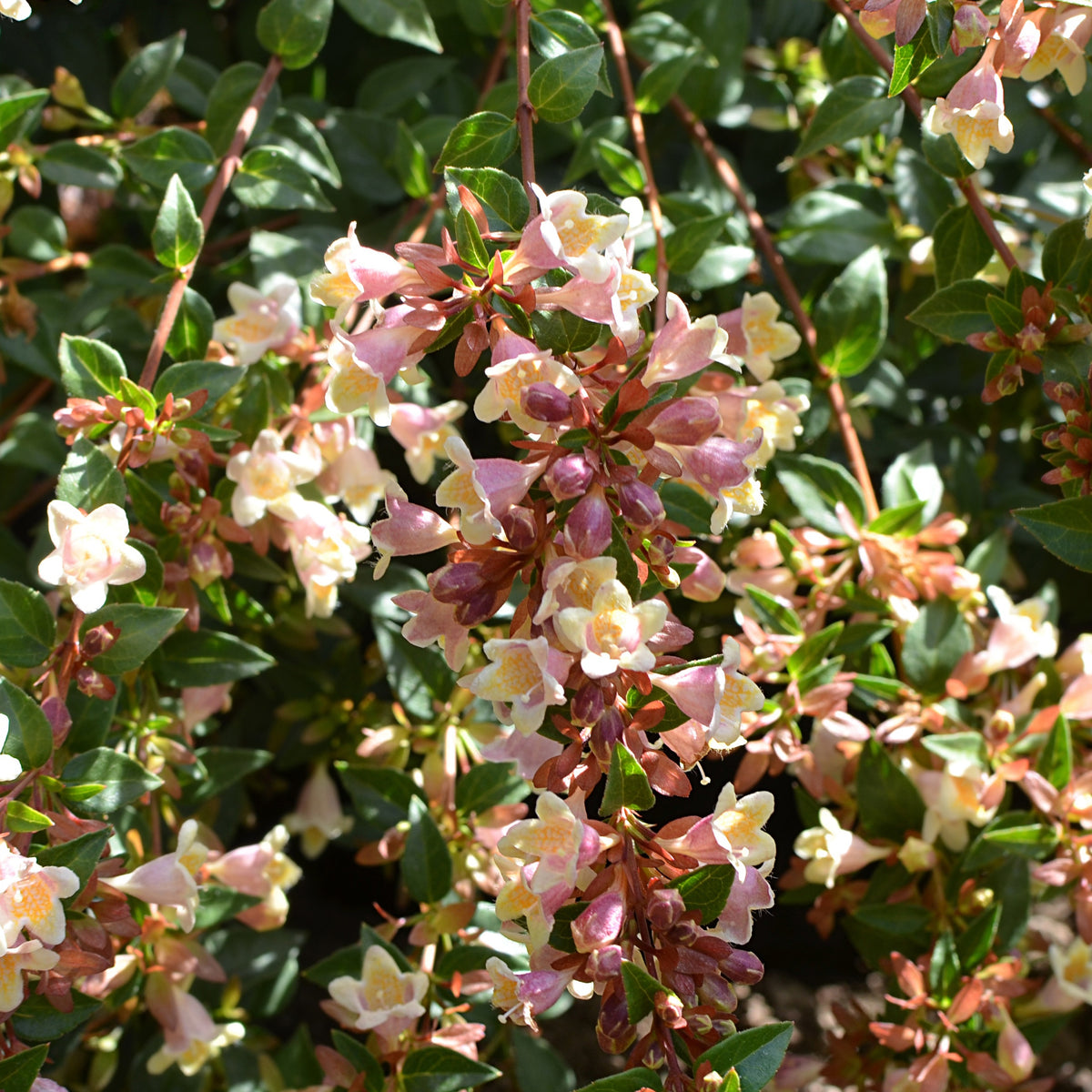 Abélia à grandes fleurs Sunny Charm ® - Bakker
