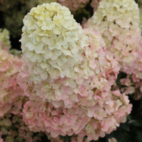Hortensia paniculé SUNDAE FRAISE® Rensun - Hydrangea paniculata Sundae Fraise® Rensun - Bakker