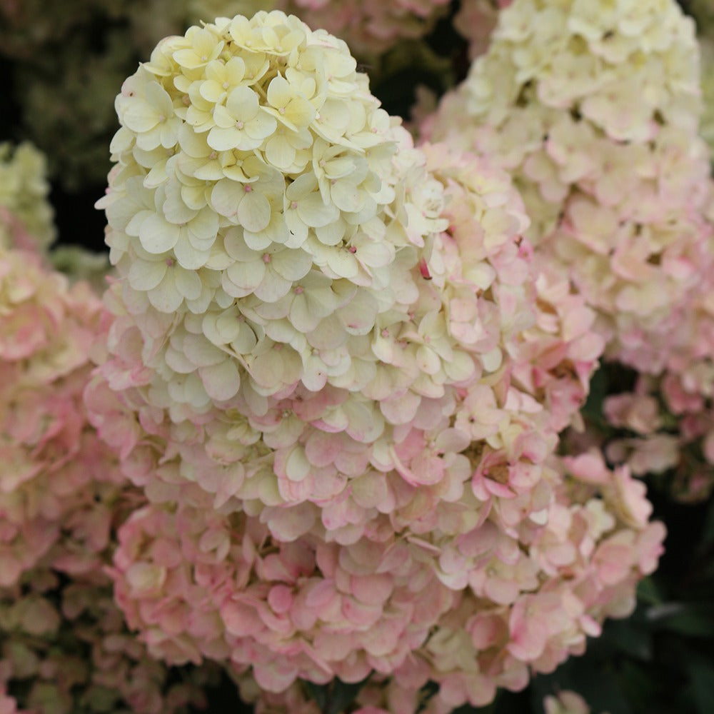 Hortensia paniculé SUNDAE FRAISE® Rensun - Bakker.com | France