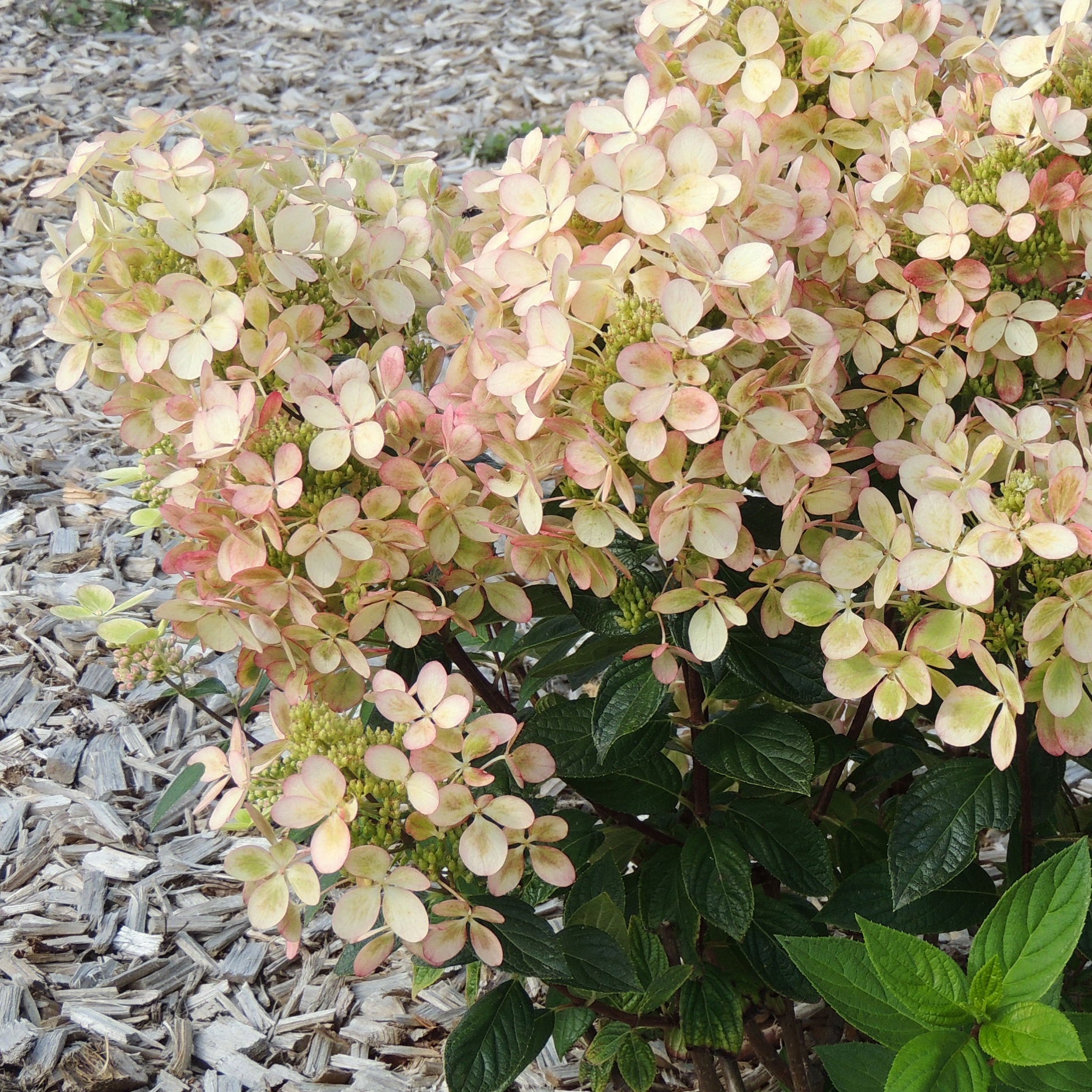 Bakker - Hortensia paniculé PASTELGREEN® Renxolor - Hydrangea paniculata pastelgreen® 'renxolor' - Par variété