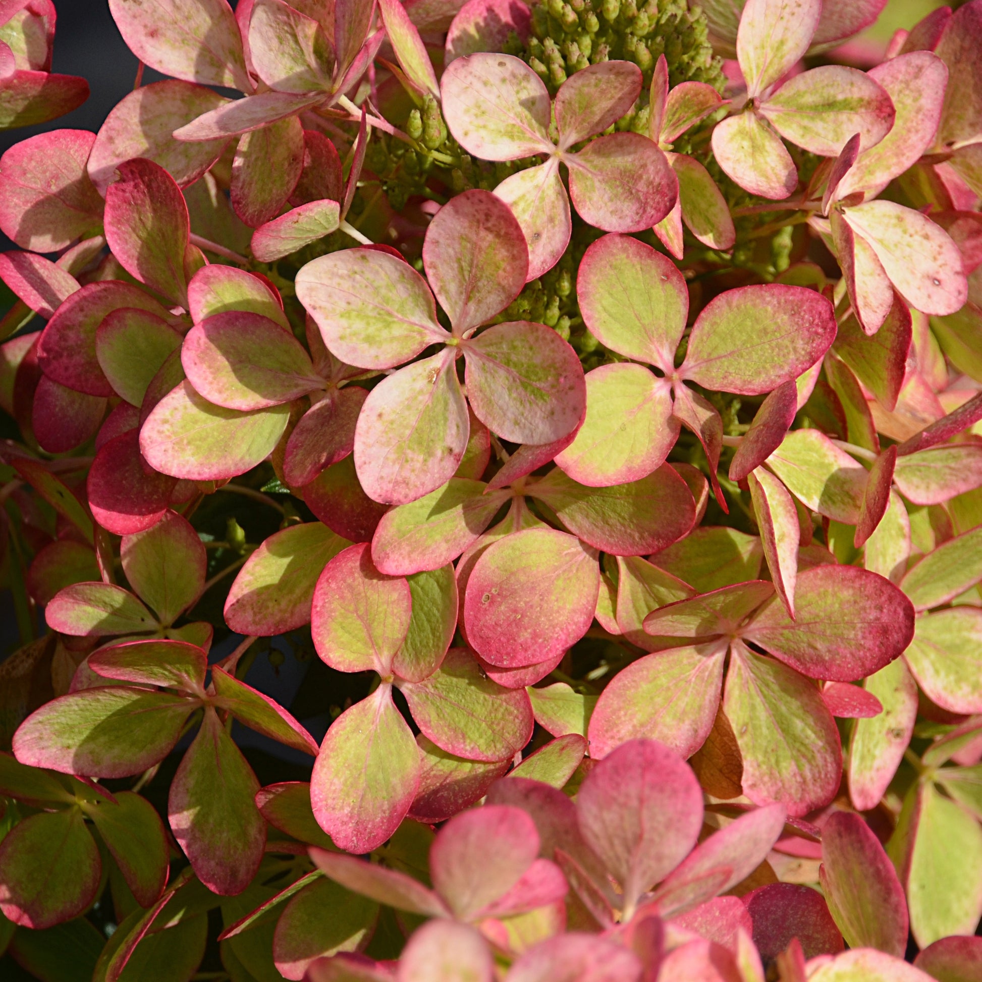 Bakker - Hortensia paniculé PASTELGREEN® Renxolor - Hydrangea paniculata pastelgreen® 'renxolor' - Hortensia