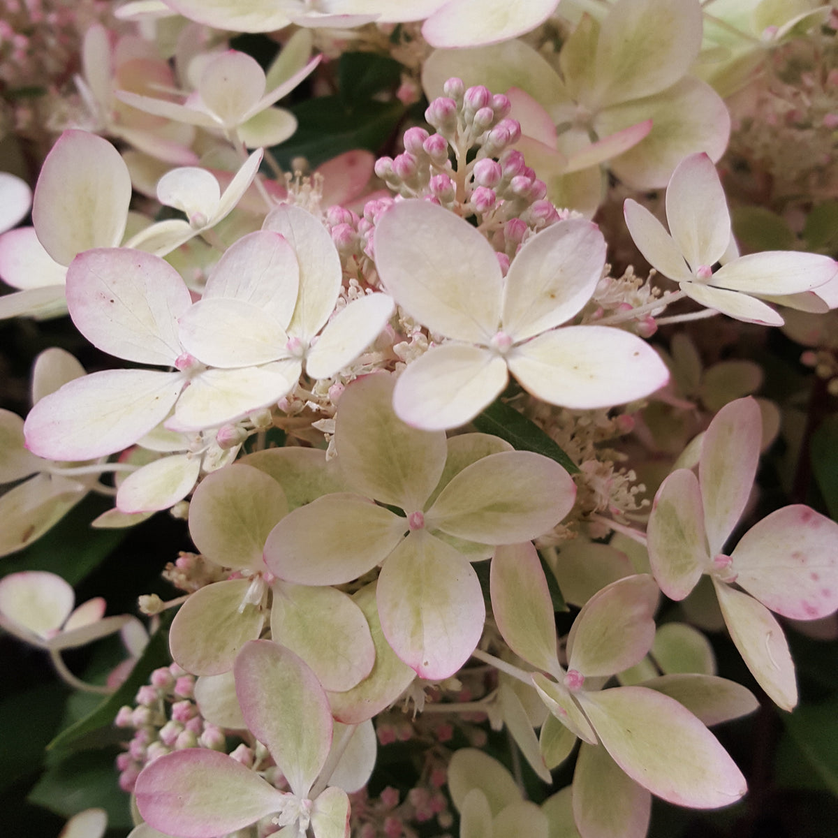 Hortensia paniculé PASTELGREEN® Renxolor - Hydrangea paniculata pastelgreen® renxolor - Bakker