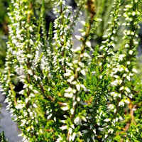 Bakker - Bruyère d'été Long White - Calluna vulgaris long white - Terrasses et balcons