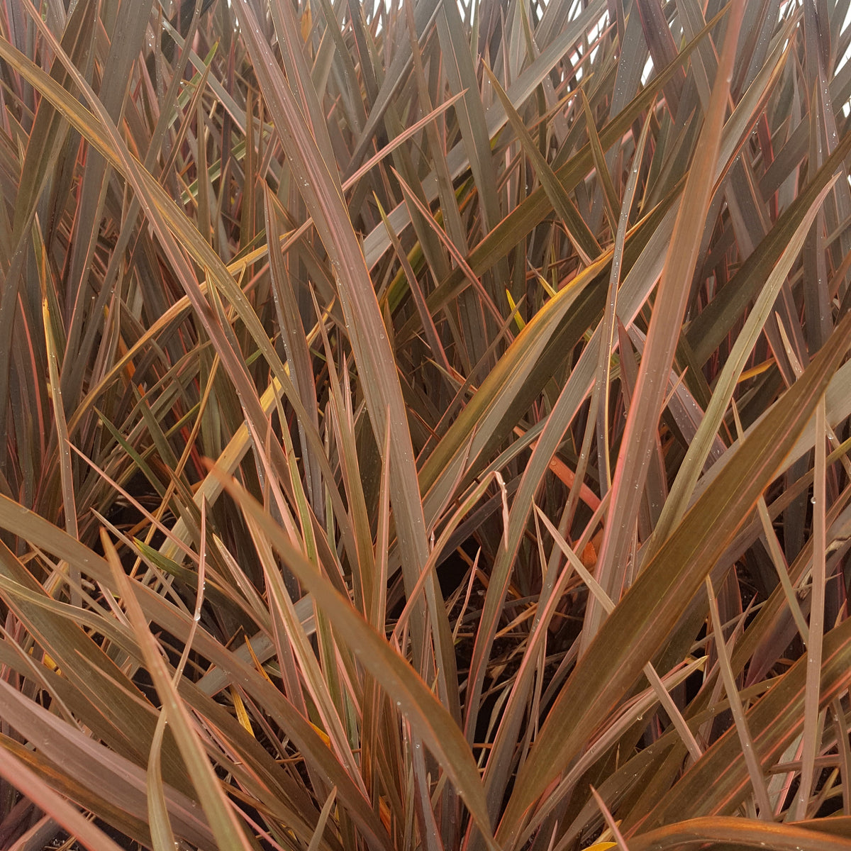 Lin de Nouvelle-Zélande Rainbow Queen - Phormium 'rainbow queen' - Bakker