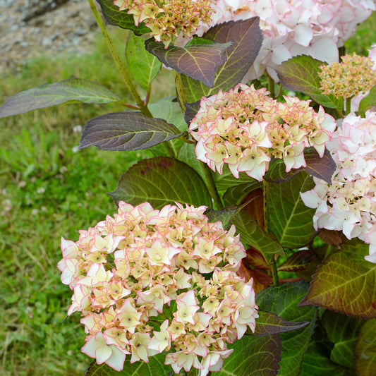 Hortensia Dolce ® France - Bakker.com | France