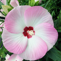 Hibiscus Fujin® - Bakker.com | France