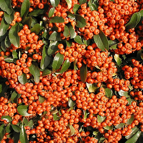 Bakker - Buisson ardent Saphyr® Orange Cadange - Pyracantha - Pyracantha  saphyr ® orange'cadange' - Plantes d'extérieur