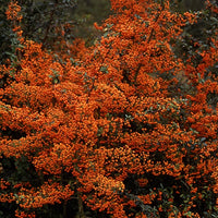 Bakker - Buisson ardent Saphyr® Orange Cadange - Pyracantha - Pyracantha  saphyr ® orange'cadange' - Par caractéristiques