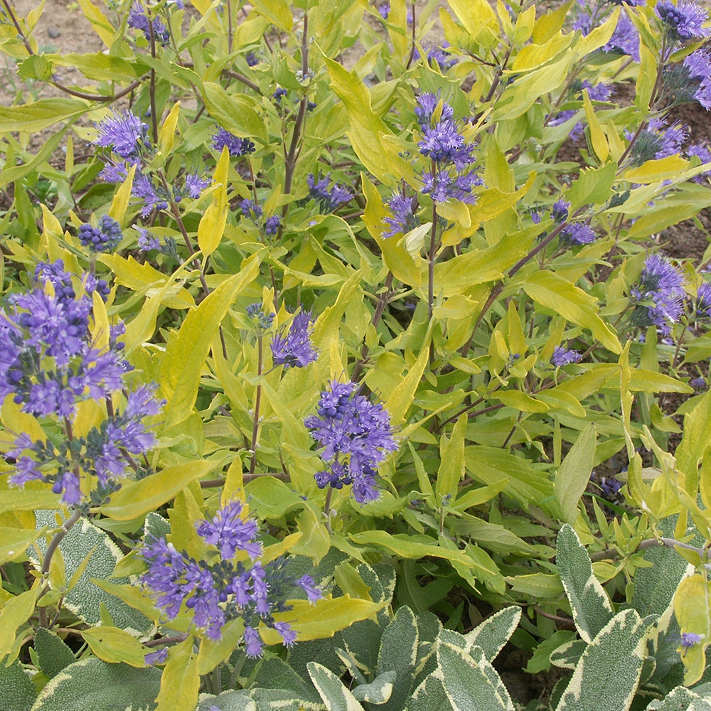 Caryopteris Worcester Gold - Caryopteris clandonensis  worcester gold - Bakker
