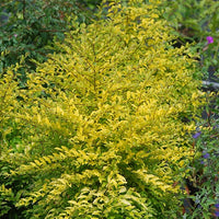 Bakker - Troène de Chine Sunshine - Ligustrum sinense sunshine - Plantes d'extérieur