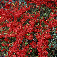 Bakker - Buisson ardent Saphyr® Rouge Cadrou - Pyracantha - Pyracantha  saphyr ® rouge'cadrou' - Par caractéristiques