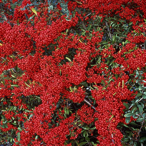 Pyracantha  saphyr ® rouge'cadrou' - Buisson ardent Saphyr® Rouge Cadrou - Pyracantha - Plantes à feuillage persistant