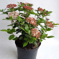 Boule de neige 'Gwenllian' - Viburnum tinus Gwenllian - Bakker